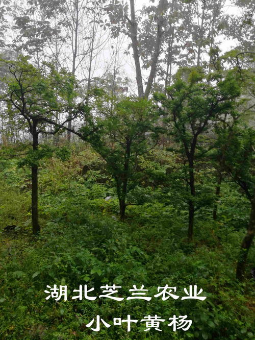  黄杨树价格表，黄杨树价格表，不同规格和用途的价格差异--第1张