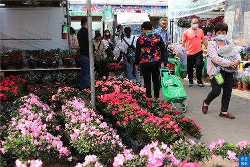  广州花卉批发基地，花卉交易的繁华市场，广州花卉批发基地，花卉交易的繁华市场背后的故事--第1张