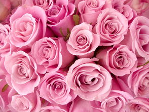  ，33朵玫瑰花寓意——爱的深度与永恒，33朵玫瑰花寓意——爱的深度与永恒的特殊含义--第1张