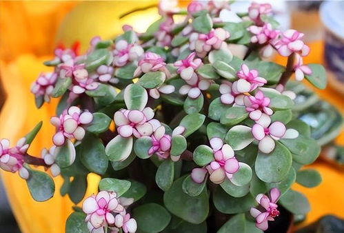  天人菊，自然的色彩之舞--第1张