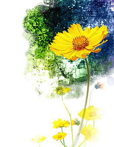  四季之花，春夏秋冬代表性花卉的魅力--第1张