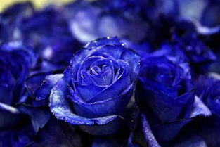  蓝色妖姬蓝玫瑰花语，蓝色妖姬蓝玫瑰的花语是神秘、清纯、真爱。--第1张