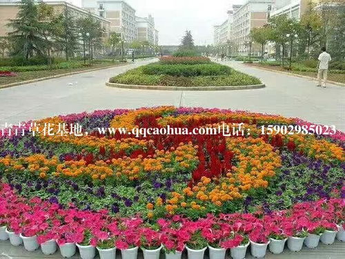  西安花卉网，一站式花卉交易平台，让您的花园更加美丽，西安花卉网，一站式花卉交易平台，让您的花园更加美丽，打造您的美丽花园新选择--第1张