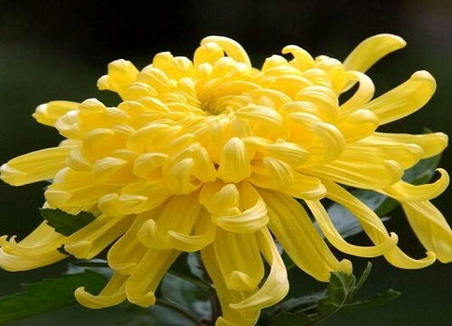  菊花花语是什么--第1张