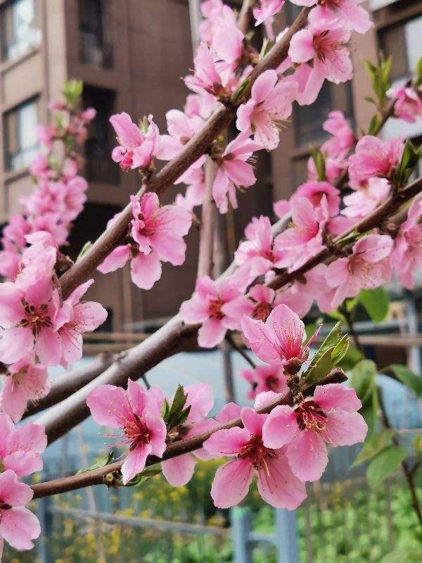  春天代表性的花，春天代表性的花有，樱花、桃花、杏花、海棠花等。--第1张