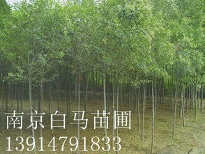  求购绿化苗木--第1张
