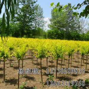  保定批发花卉哪里便宜--第1张