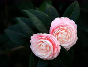  家里为什么不能养茶花，家里为什么不能养茶花（原因，植株汁液有毒、花期落叶、影响睡眠质量等）--第1张