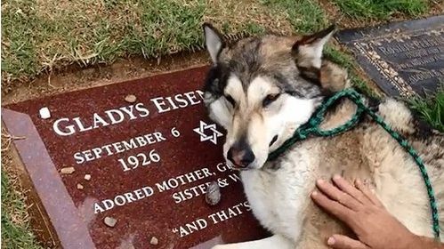  短剧她死后薄爷跪在墓碑前哭成狗全集观看，薄爷跪墓碑哭成狗全集--第1张