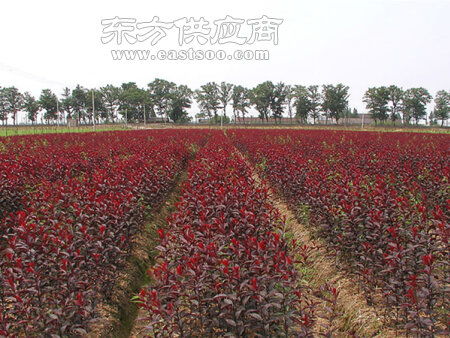  紫叶矮樱果实能吃吗？一文带你了解真相！--第1张
