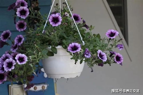  夏天的花有哪些？--第1张