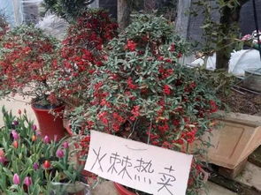  中山鲜花批发市场哪里最便宜--第1张