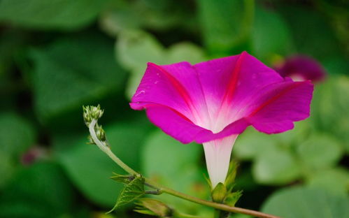  夕颜花是牵牛花吗，夕颜花不是牵牛花。--第1张