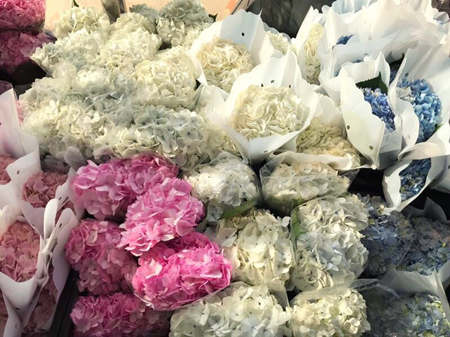  深圳买花最便宜的地方--第1张