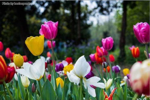  郁金香的花语，美丽、爱、高贵与情感的寄托，郁金香的花语，美丽的情感寄托与爱的象征--第1张