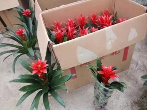  哪里批发鲜花最便宜--第1张