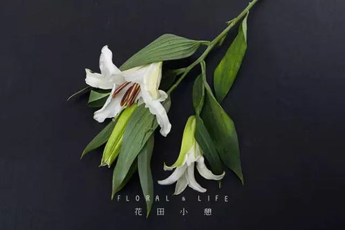  购买鲜花网的全面指南，选择、购买、养护和经验分享--第1张