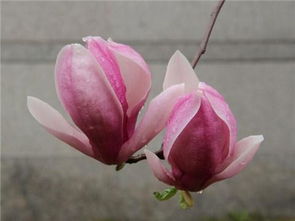  黄玉兰什么时候开花，黄玉兰开花时间，3~6月份。--第1张