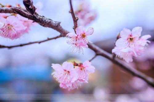  棣棠花语——生命之歌，爱情之诗--第1张