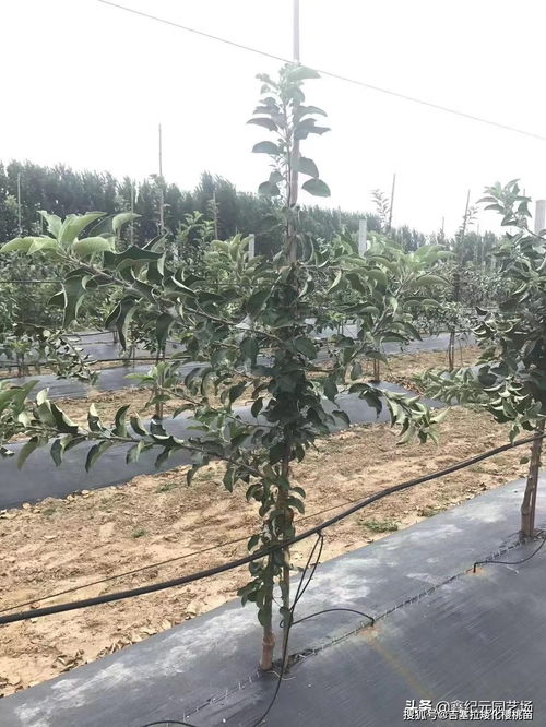  果树苗木采购网官网，果树苗木采购网官方采购平台--第1张