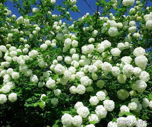  木绣球，木绣球的1个相关标题，木绣球花语和传说--第1张