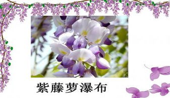  紫藤萝瀑布中心思想--第1张