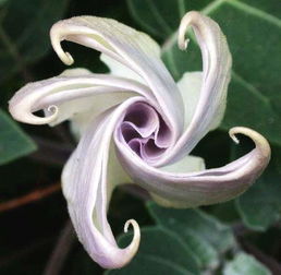  白色曼陀罗的花语，神秘、纯洁与无尽的思念--第1张