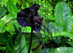  黑色花之神秘世界，探寻黑色花朵的奥秘--第1张