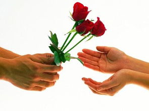  玫瑰花12朵代表什么意思，玫瑰花12朵代表圆满的祝福或无悔的爱。--第1张