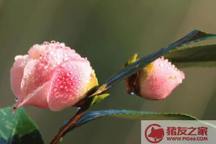  山茶花花语象征与寓意--第1张