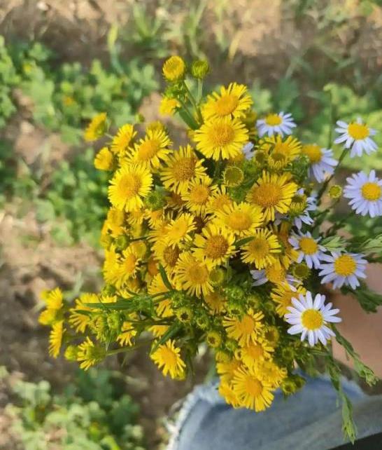  路边长得像小雏菊的花，路边小雏菊状的花可能是，路边雏菊。--第1张