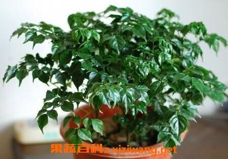  胡椒木的养殖方法和注意事项，胡椒木的养护技巧与注意事项--第1张