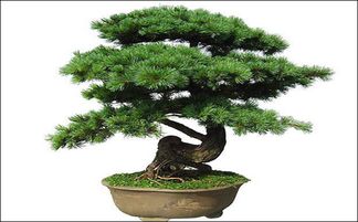 50种盆景植物的魅力与养护技巧--第1张