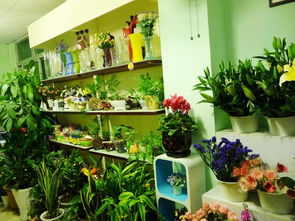 鲜花店加盟投资多少，鲜花店加盟投资多少取决于多种因素，如店铺大小、位置、装修、设备、库存等。具体投资金额因个人情况而异，建议咨询当地鲜花店加盟公司以获取更准确的信息。--第1张