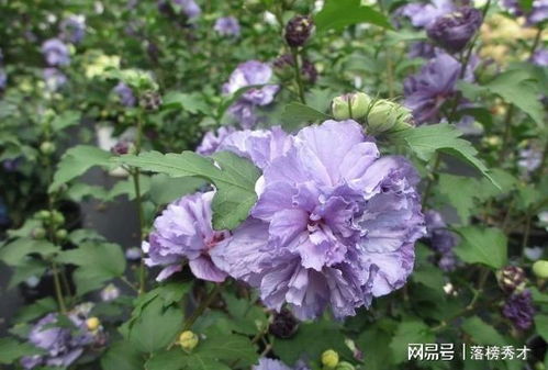  小木槿耐寒吗--第1张