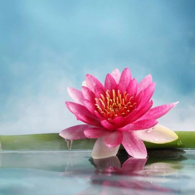  花带来的美好心情，花带来的美好心情，生活中的小确幸--第1张