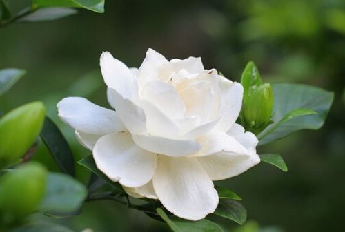  栀子花开有什么寓意，栀子花开，青春的寓意--第1张