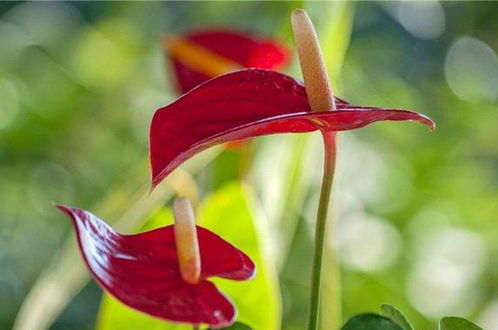  ，火鹤花代表的生肖，火鹤花代表的生肖是蛇。--第1张