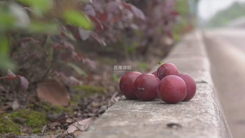  红叶李树的果子能吃吗，红叶李树的果子能否食用，果子可食但味道一般--第1张
