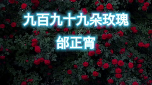  九百九十九朵玫瑰原唱免费--第1张