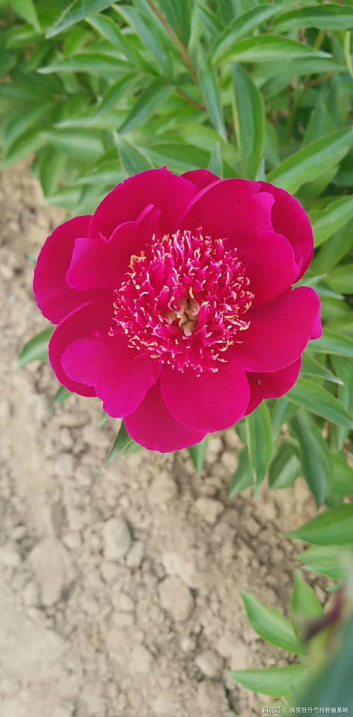  芍药花的寓意和象征意义，芍药花的寓意，美丽、动人、一帆风顺、幸福、富贵等。--第1张