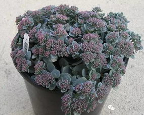  10种庭院最佳的花卉选择，适合庭院种植的10种最佳花卉选择--第1张