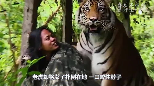  短剧奉旨下山之山下女人是老虎全集观看，短剧奉旨下山之山下女人是老虎全集在线观看，一场爆笑之旅--第1张