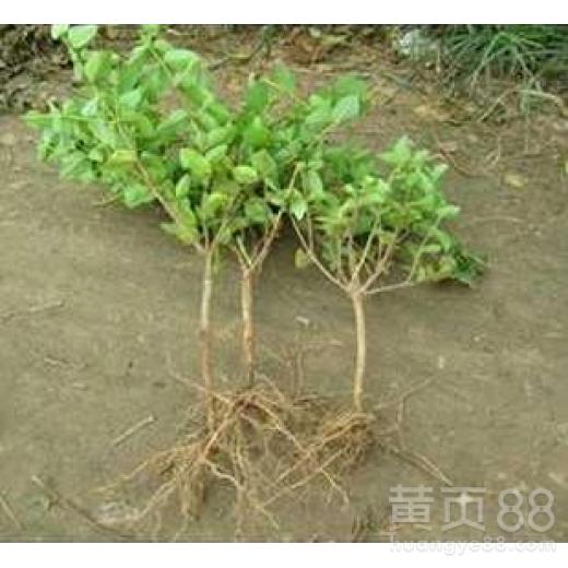  金银花种植技术与栽培管理--第1张