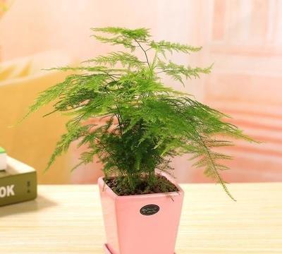  拯救文竹叶子发黄干枯的秘诀--第1张