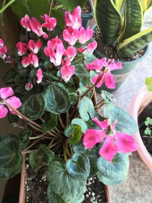  仙客来的寓意和象征，仙客来的寓意为欢迎、友谊、喜庆和吉祥，象征着纯洁的心、幸福、友谊和真情。--第1张