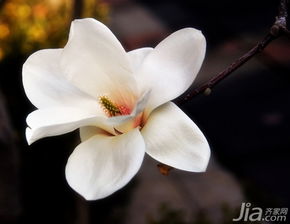  白玉兰花花语——纯洁、高雅与希望，白玉兰的花语，纯洁、高雅与希望--第1张