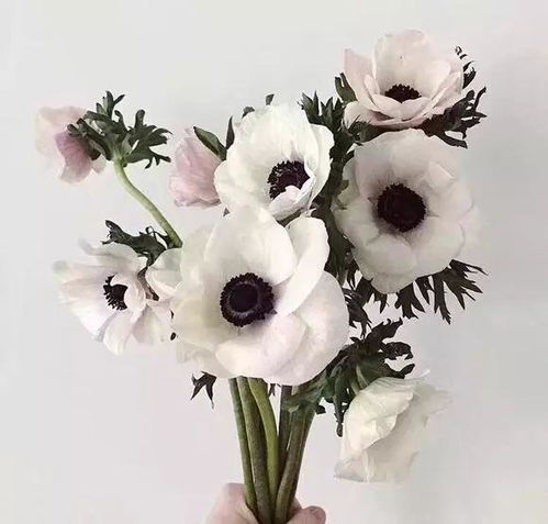  白丁香花语，白丁香的花语是纯洁、高贵、爱情永恒。--第1张