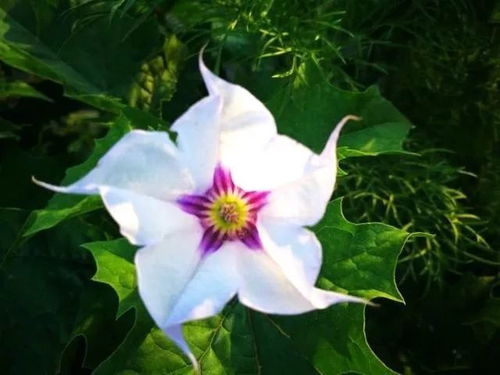  全球最美的花图片，全球最美的花图片，玫瑰花的美轮美奂--第1张