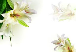  百合花的寓意与花语文案，百合花的美好与纯洁，花语与文案分享--第1张